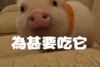 胖胖猪肉体