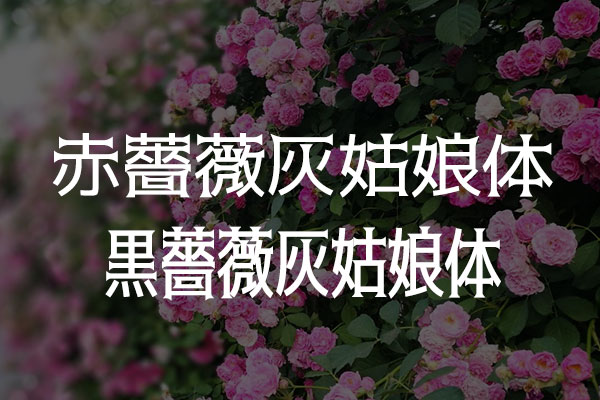 薔薇灰姑娘体效果预览